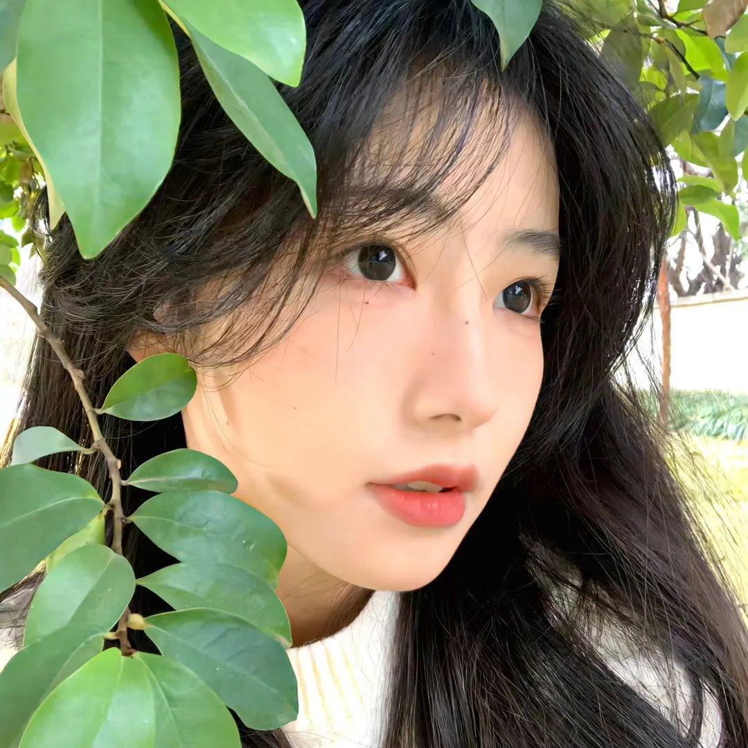 香椿
